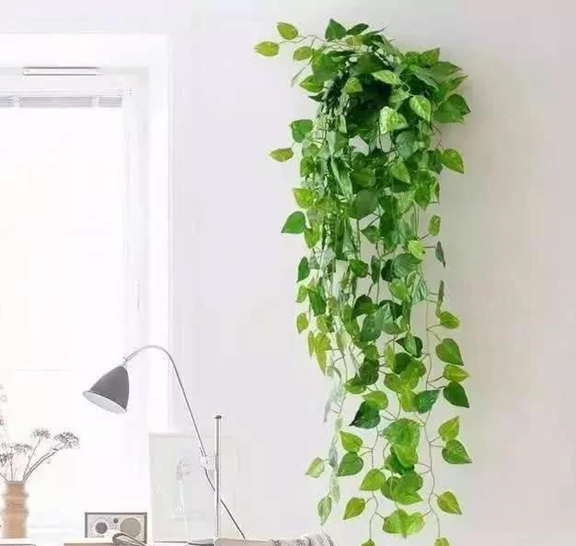 綠蘿四季常綠,是非常好的裝飾性植物,加上它是蔓性攀爬植物,長得夠大就可以變成垂吊的樣子,既可放在窗台,又可以吊起來形成另一種風格。